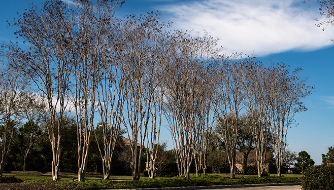 tall trees in front of home